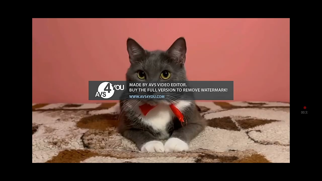 Канал котинет