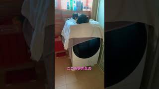 洗濯機　#shorts