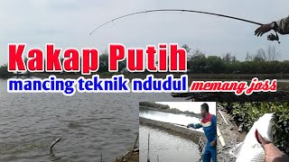 Download lagu Mancing Kakap Putih teknik ini wajib dicoba Mancing Kakap Putih teknik ini wajib dicoba
