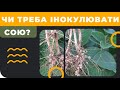 Чи треба інокулювати сою?⁉️