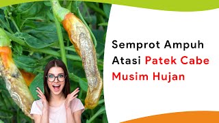 Atasi Patek Yang Membandel! Semprot Ampuh Musim Hujan