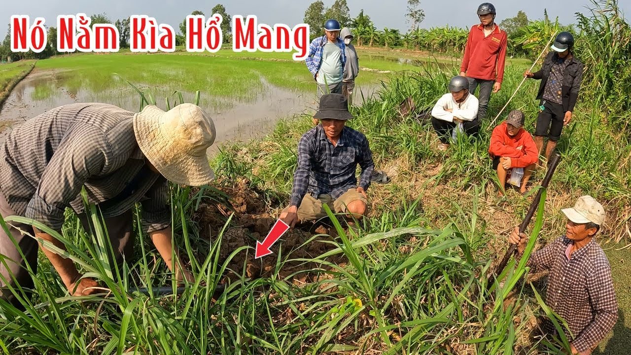 Bến Tre : Khu Này Còn Quá Nhiều Rắn Độc | Đam Mê Săn Bắt