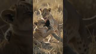Lion Play with there kids 🦁  #Wildlife #Animals #NatureIsWild #USA #TrendingShorts #AnimalWorld