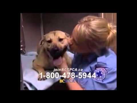 sarah mclachlan spca remix youtube