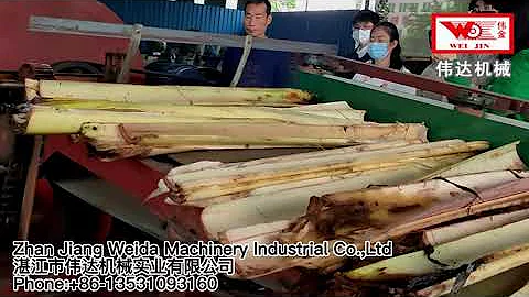 BGMX-1300 banana stem automatic decorticator for fiber extraction of Zhanjiang Weida Machinery