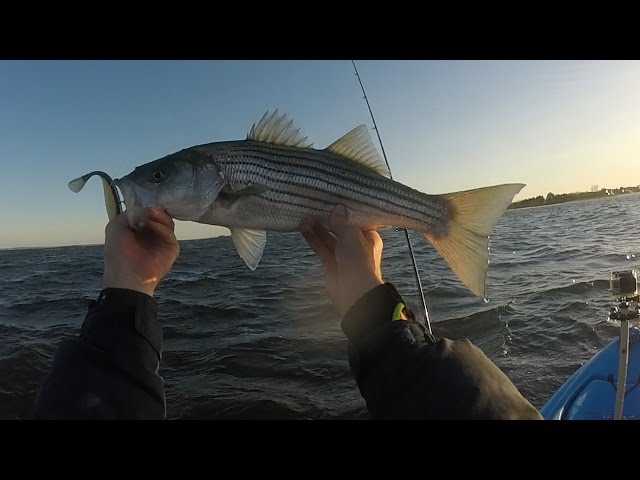 Rhode Island Striped Bass: Stripers Jump All Over Jumpin' Minnow