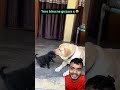 anywhere love dog || #maliindrajit #education #doglife #doglove #animallovers