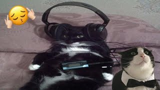 Funny Moments of Cats | Funny Video Compilation - Cat Mewmew #