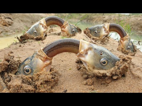 Video Sốc Với Những Hành Vi Kỳ Lạ Và Quái Đản Của Động Vật -... - youtube
