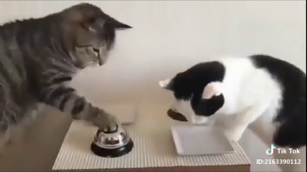 8500 Koleksi Gambar Binatang Lucu Gokil HD