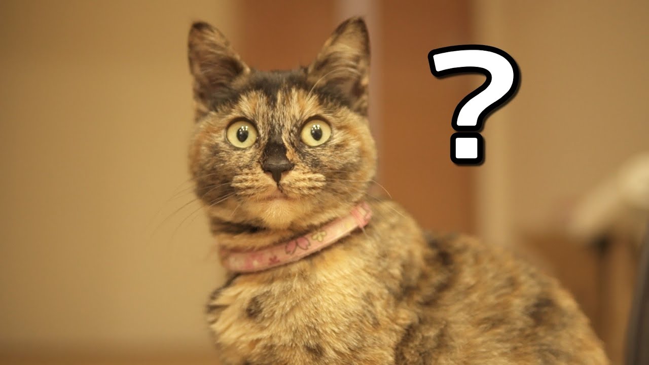 映画感覚で飼い主を鑑賞するサビ猫たっちゃん Youtube