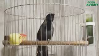 Download Lagu Poksay Hongkong Pipi Hitam GACOR VARIASI 2023 | @jatayuaviary MP3