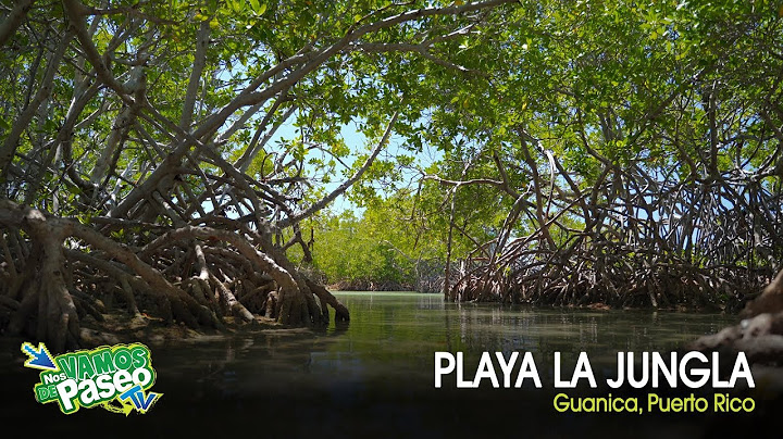 Playa La Jungla, Guanica, Puerto Rico - Nos Vamos de Paseo 🇵🇷