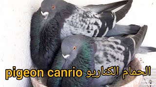 هذا النوع من أفضل و أغلى أنواع الحمام في أروبا