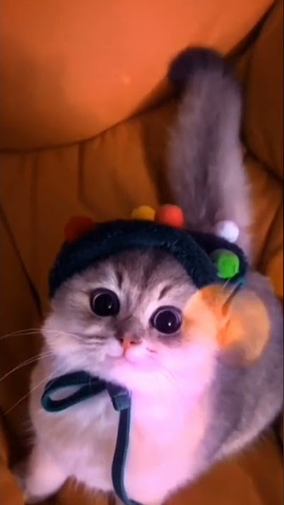 Story Wa kucing imut||cute banget😍😍😍