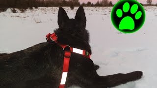 Usb-Rechargeable Led Safety Harness For Big Dogs.