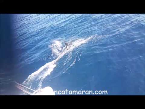 ⁣moncatamaran.com : A TOUCHER LES DAUPHINS