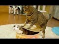 Cute is Not Enough - Cute Cats and Kittens Doing Funny Things 2018 #12