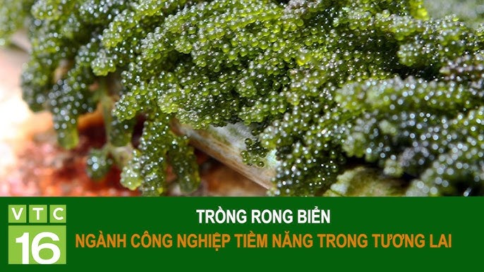7. Sơ chế và chế biến rong nho sau khi thu hoạch
