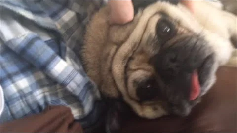 Pug Confronted About His Addiction