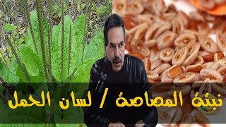 العشبة المعجزة في علاج العديد من الأمراض  - الدكتور جمال الصقلي -