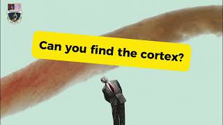 medullary vs cortex