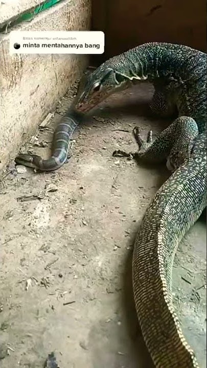 snake vs crocodile | 🐊 vs 🐍 😈🔥 - YouTube