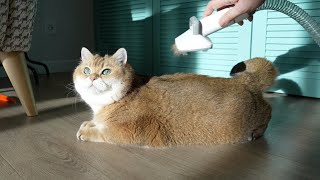 Spring Cat Shedding by Hosico Cat 14,817 views 1 month ago 1 minute, 26 seconds