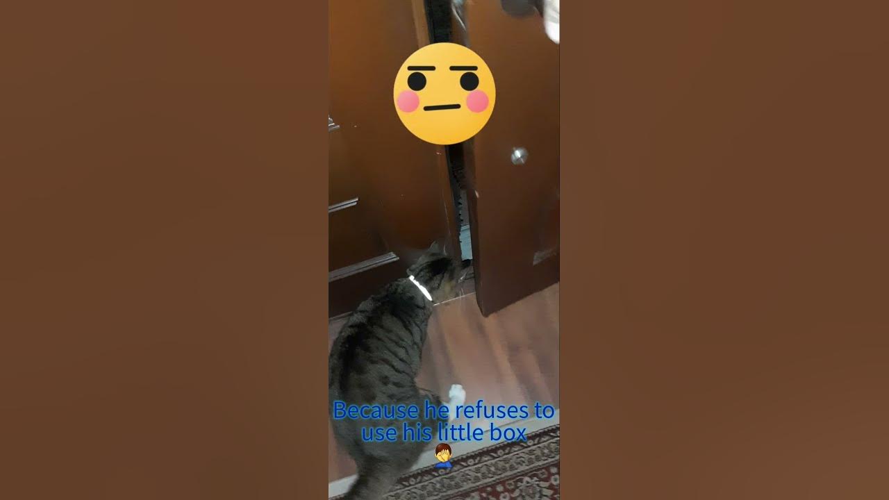 Cat REFUSES to use Litter Box YouTube