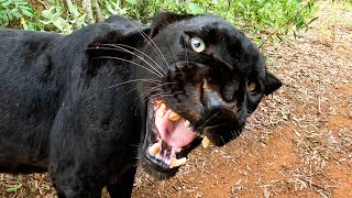 Kevin Richardson Gives Black Leopards Their Favourite Treats | The Lion Whisperer