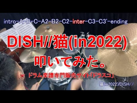 DISH//猫(in2022)叩いてみた。#ドラム #猫 #dish