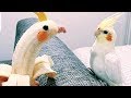 Did you know that BIRDS CAN BE EVEN FUNNIER THAN CATS?  - Funny ANIMAL compilation