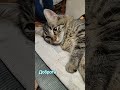 Люблю бездельничать #видосыоткота #юмор #популярное #котики #топ #мем #мемы #кот #люблю