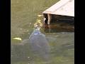 親なし赤ちゃんカモ、鯉と亀に遭遇🐤🐟️🐢身近な生き物