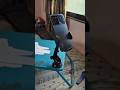 Best Mobile Holder for Making YouTube Shorts #bestmobileholder#mobileholder#tripodforyoutubevideos