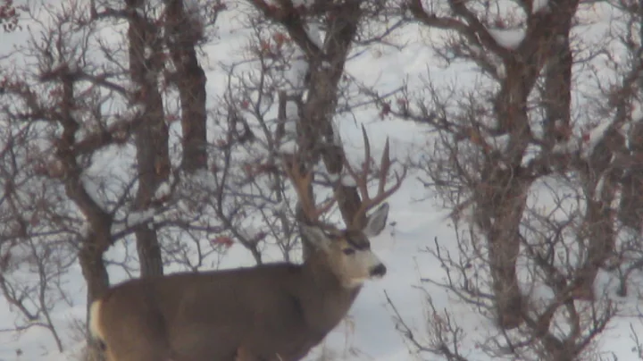 Wasatch Front Extended archery deer hunt 2016
