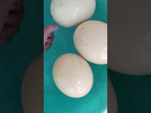 وزعت بيض النعام علي الاطفال احمد السيد