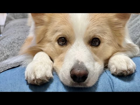 あざとい犬と見つめ合ったら心臓に悪すぎたw【ボーダーコリー】