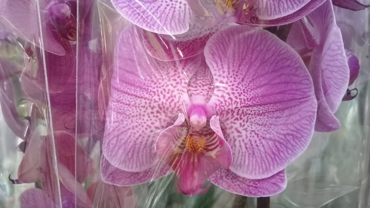 Орхидеи уценка. Оби орхидеи. Уценка орхидей. Орхидеи в уценке в Оби. Фаленопсис из Оби.