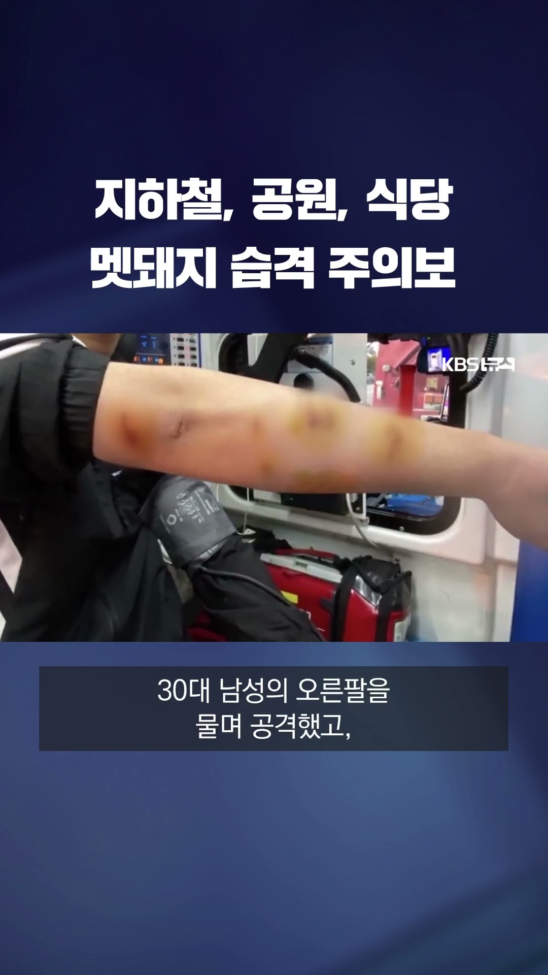 개체수 늘어난 멧돼지의 ‘도심 습격’ #shorts / KBS