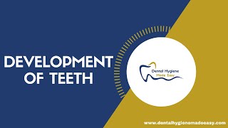 Development of Teeth | Amelogenesis | Dentinogenesis