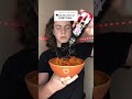 #noodles #eating #food #mukbang #eatingsounds #stitch #stitchtricks #eatingshow #funny