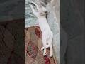 Cute Cat 😸#shorts #youtubeshorts #youtube #cute #cat