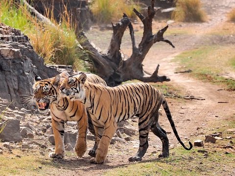 International Tiger Day