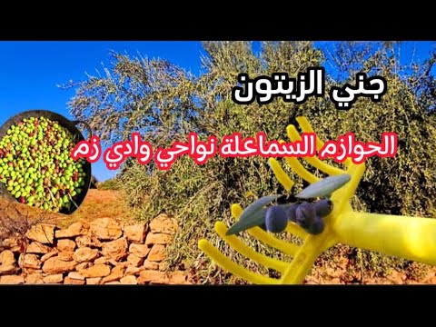 انطلاق موسم جني الزيتون بالحوازم السماعلة أجواء فلاحية من قلب نواحي وادي زم
