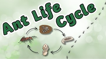 The Life Cycle of an Ant | Ant Life Cycle | Science for Kids!