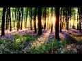 Bird songs bird chirping relaxing nature sounds forest background