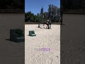 Hunter Hack #equestrian #horseriding #horseshow #aqha #hunterhack