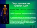 Нервная ткань.1. Общая характеристика. Строение нейрона