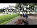 How to Plant a Japanese Maple (How to Plant Grafted Trees)